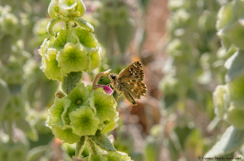 Farfalla su Ballotta Pseudodictamnus: Carcharodus alceae