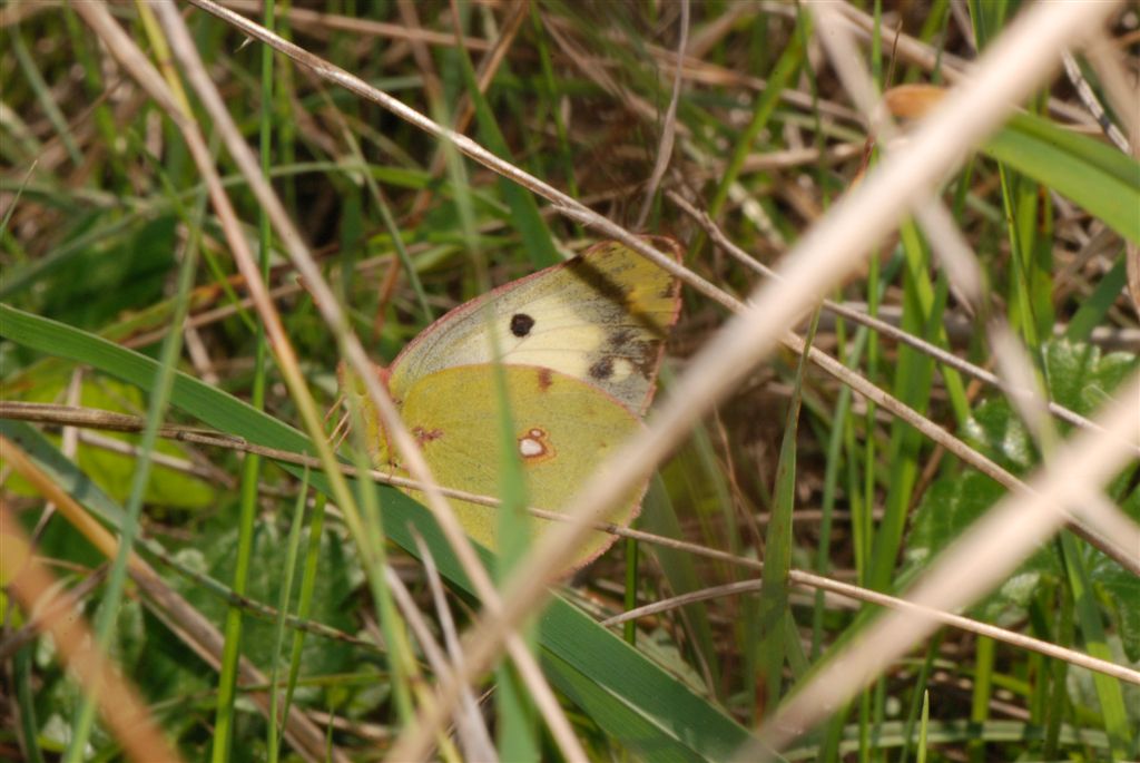 Colias alfacariensis?