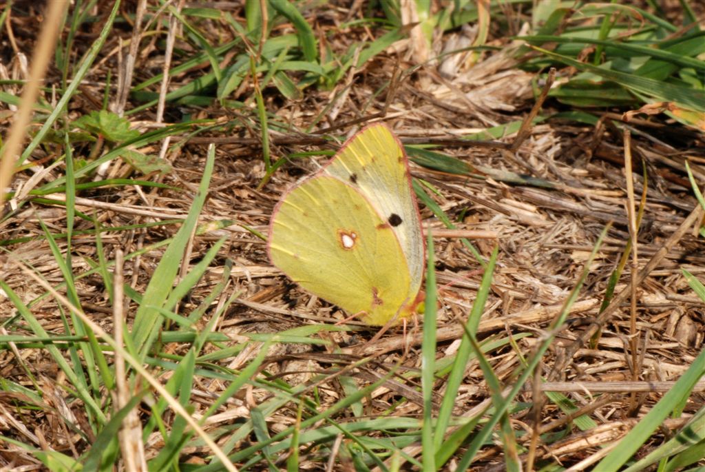 Colias alfacariensis?