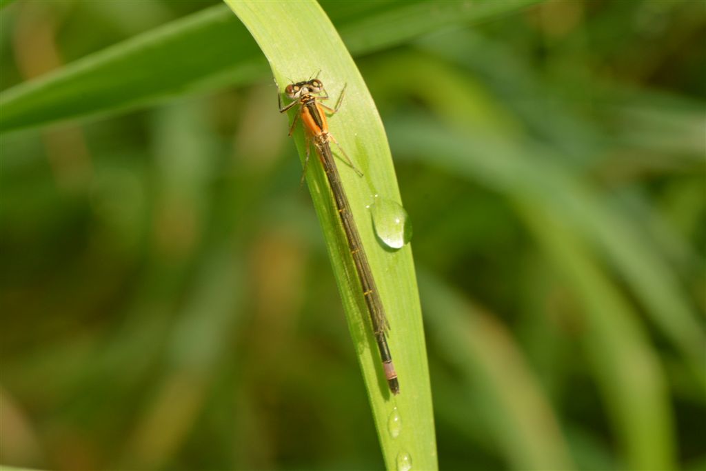 Damigella da id: Ischnura elegans