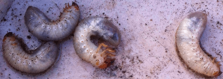 Identificazione larva bianca con testa e zampe arancioni