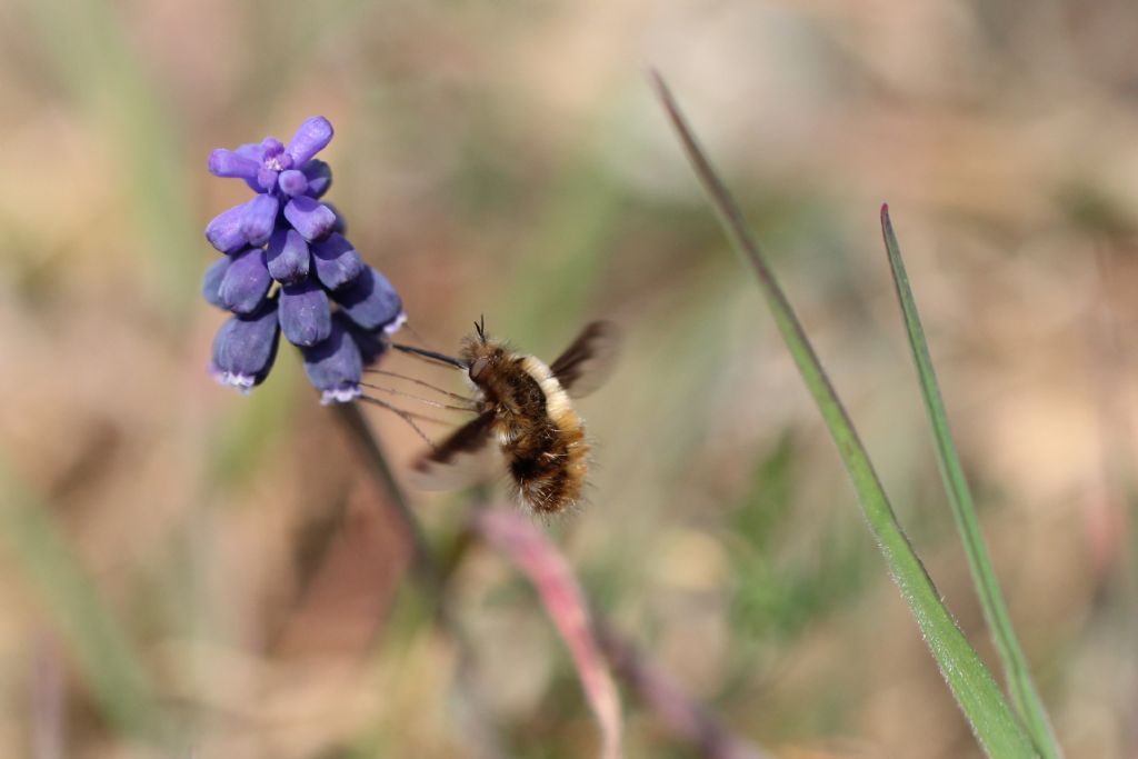 Identificazione lepidottero