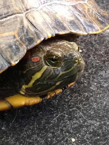 Trachemys scripta elegans