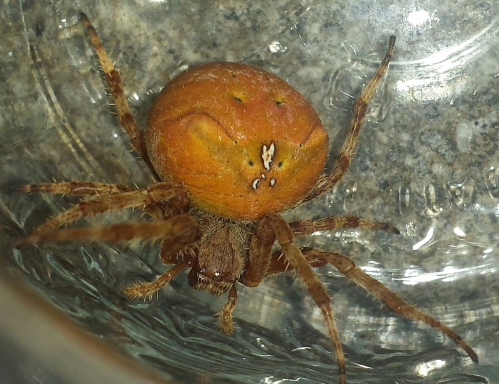 Araneus cf. angulatus  - Anguillara (RM)