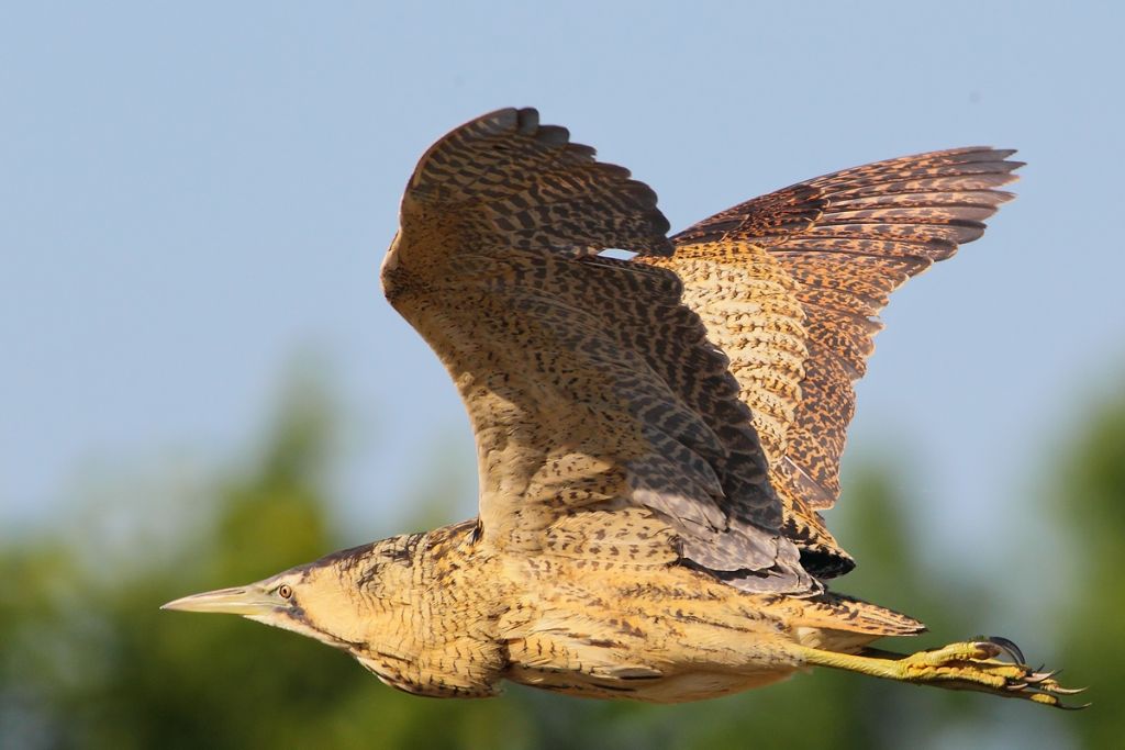 Tarabuso al volo