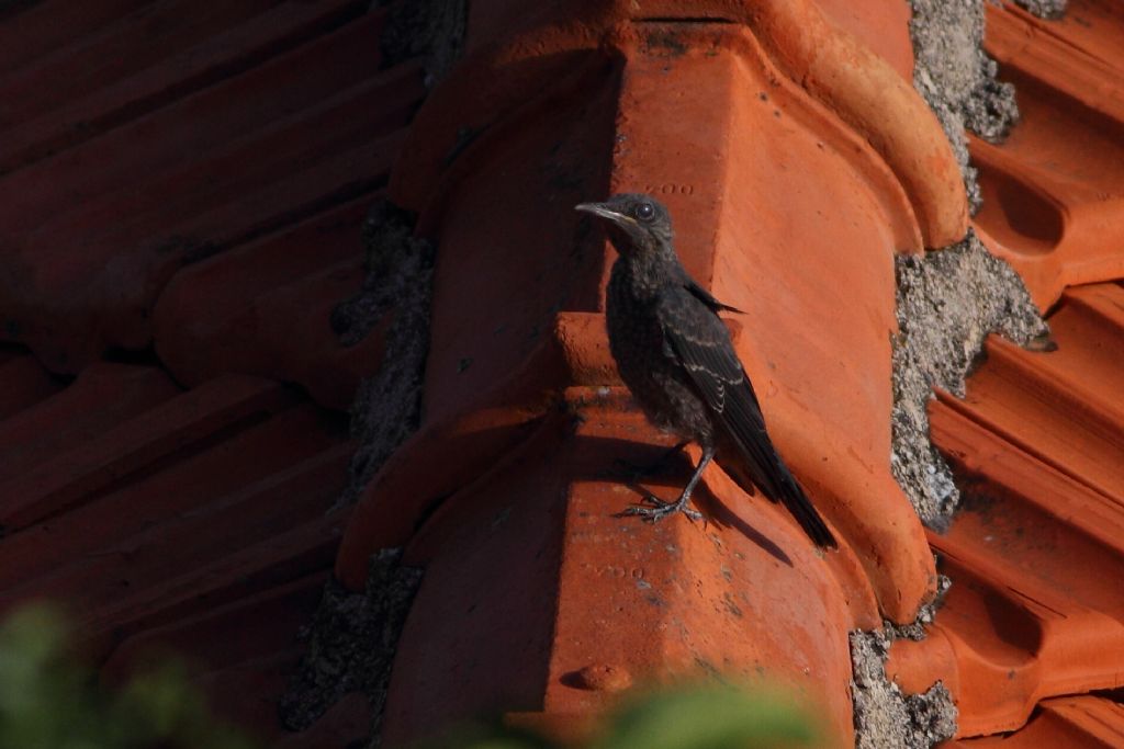 Giovane merlo? No, giovane  Passero solitario (Monticola solitarius)