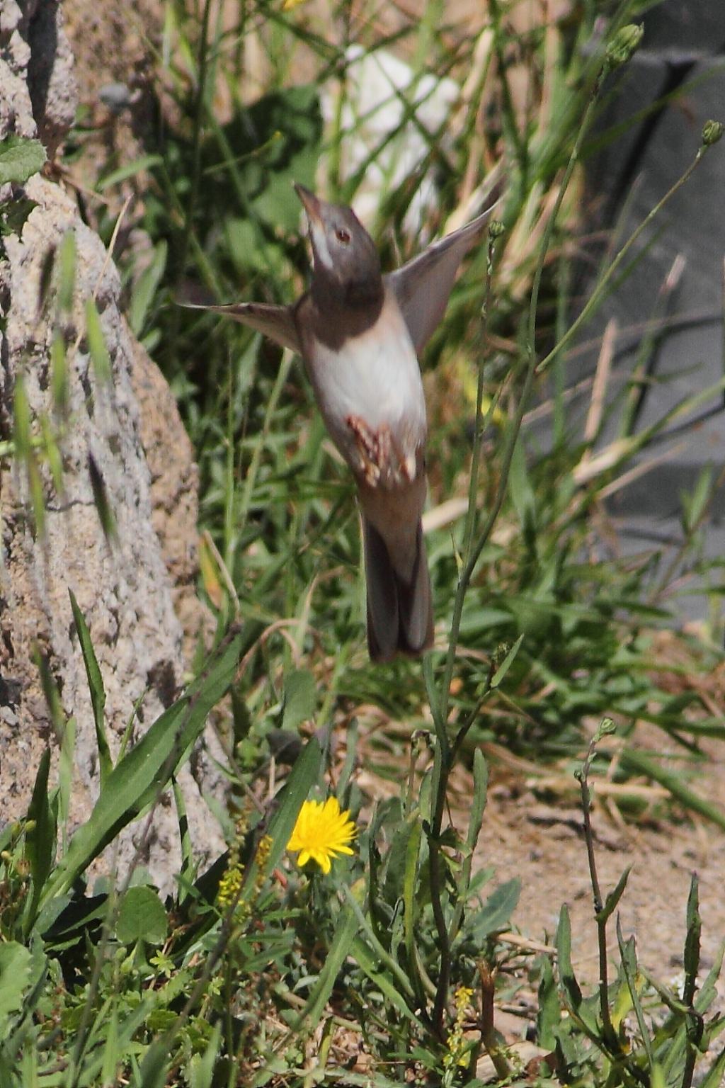 Occhiocotto?  No, Sterpazzola