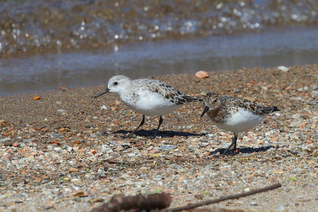 Piovanelli tridattili (Calidris alba)