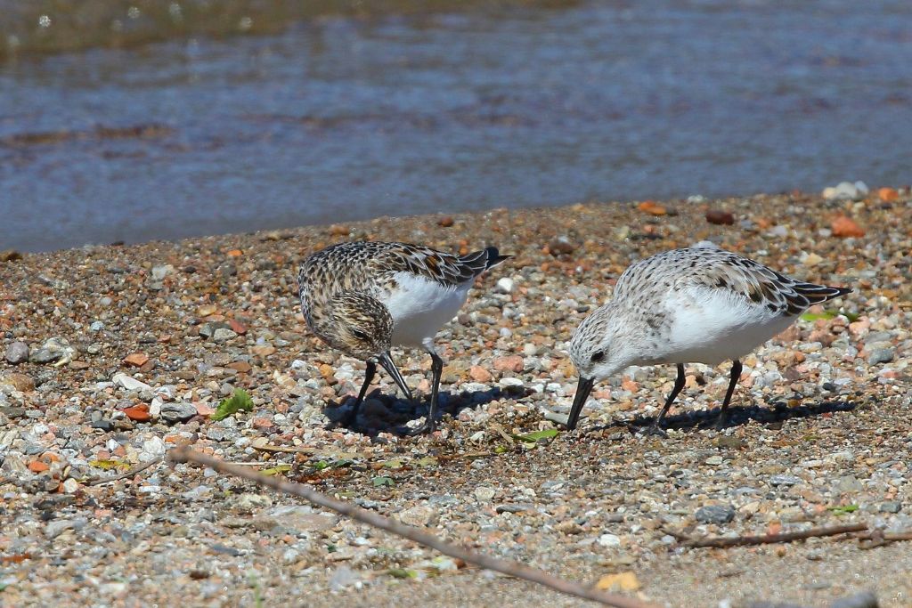 Piovanelli tridattili (Calidris alba)