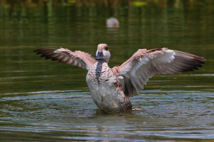 Anatra marmorizzata o fistione turco femmina?