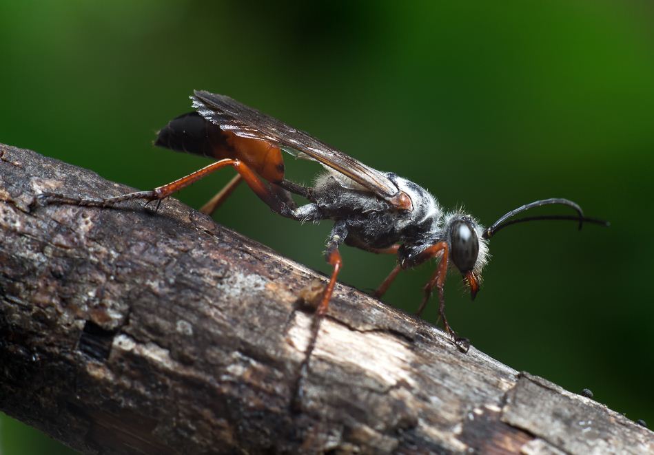 aiuto identificazione imenottero