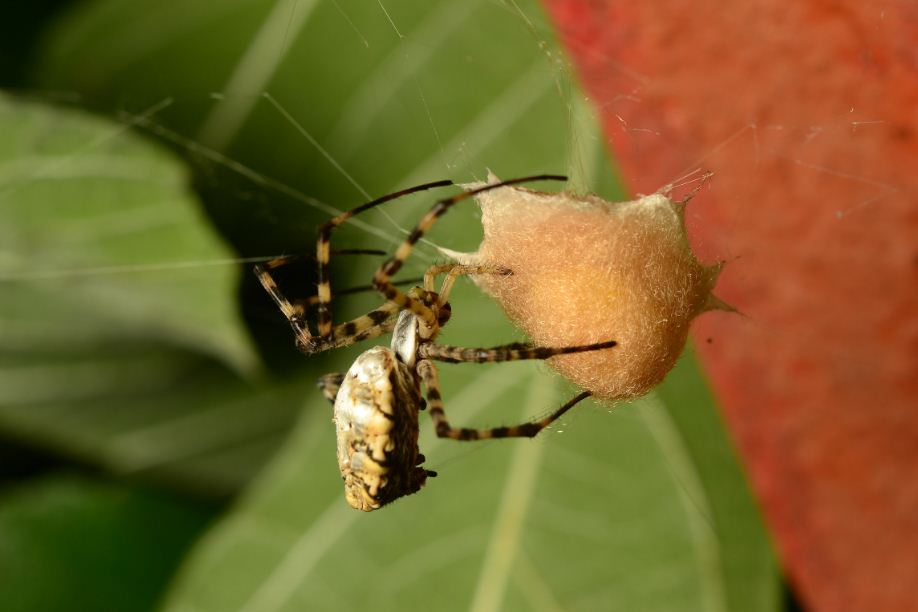 Argiope lobata costruzione ovisacco