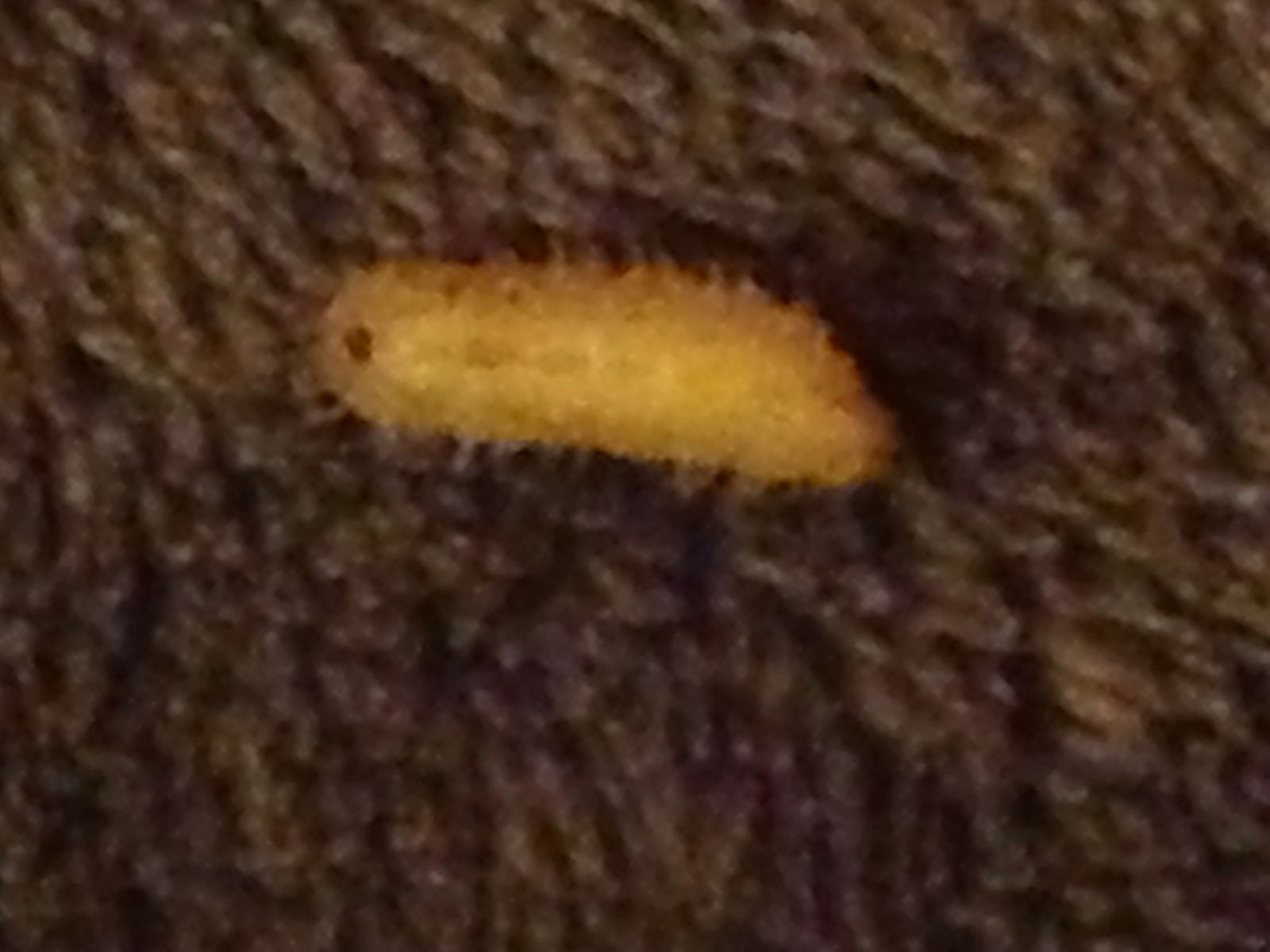 Larva sconosciuta