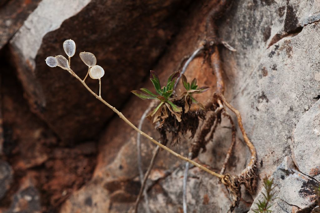 Alyssoides utriculata / Vesicaria maggiore