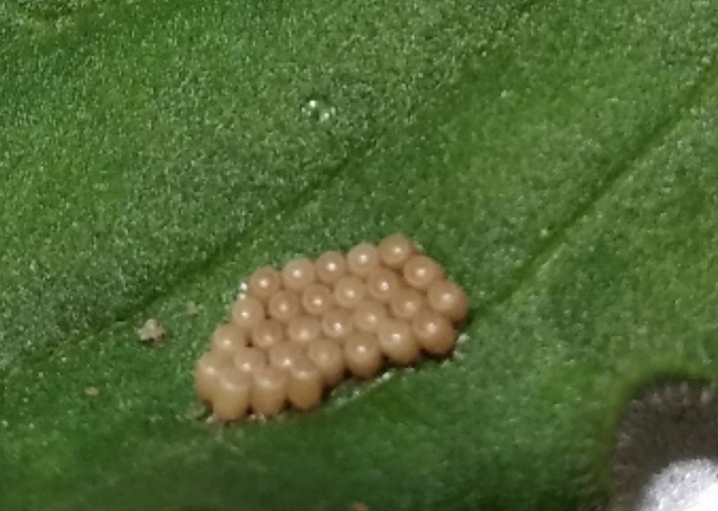 uova di Pentatomidae da identificare