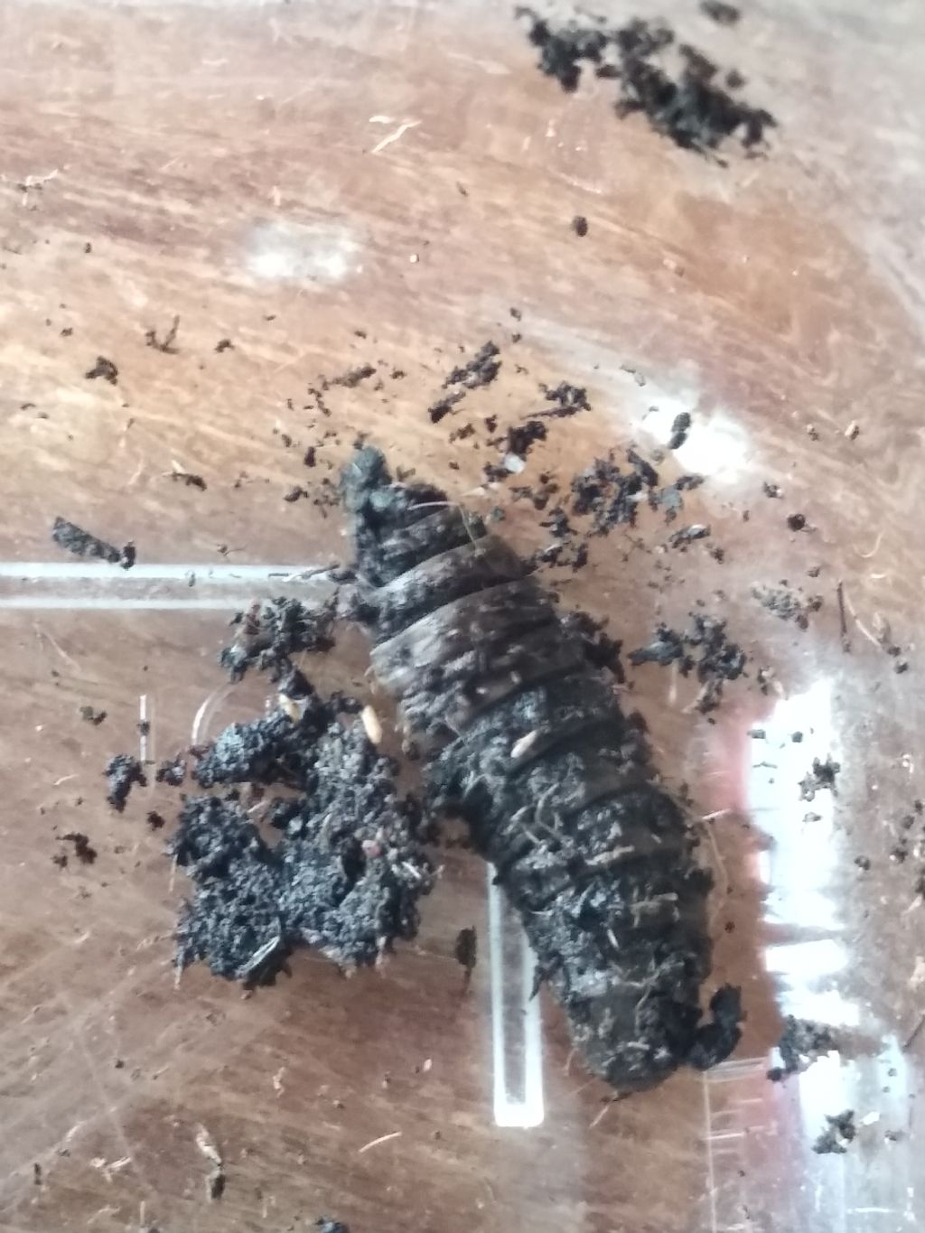 pupa, anzi larva da id.: cfr. Hermetia illucens  (Stratiomyidae)