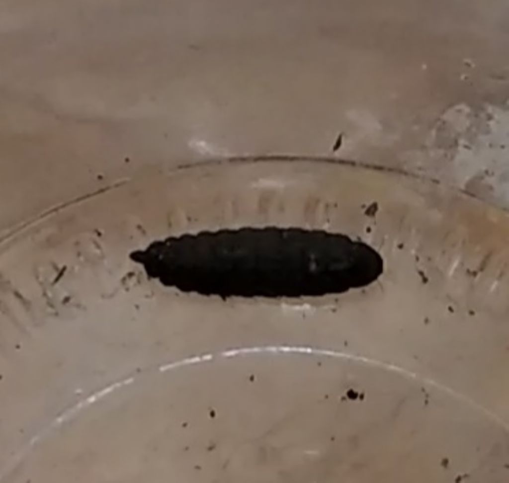 pupa, anzi larva da id.: cfr. Hermetia illucens  (Stratiomyidae)