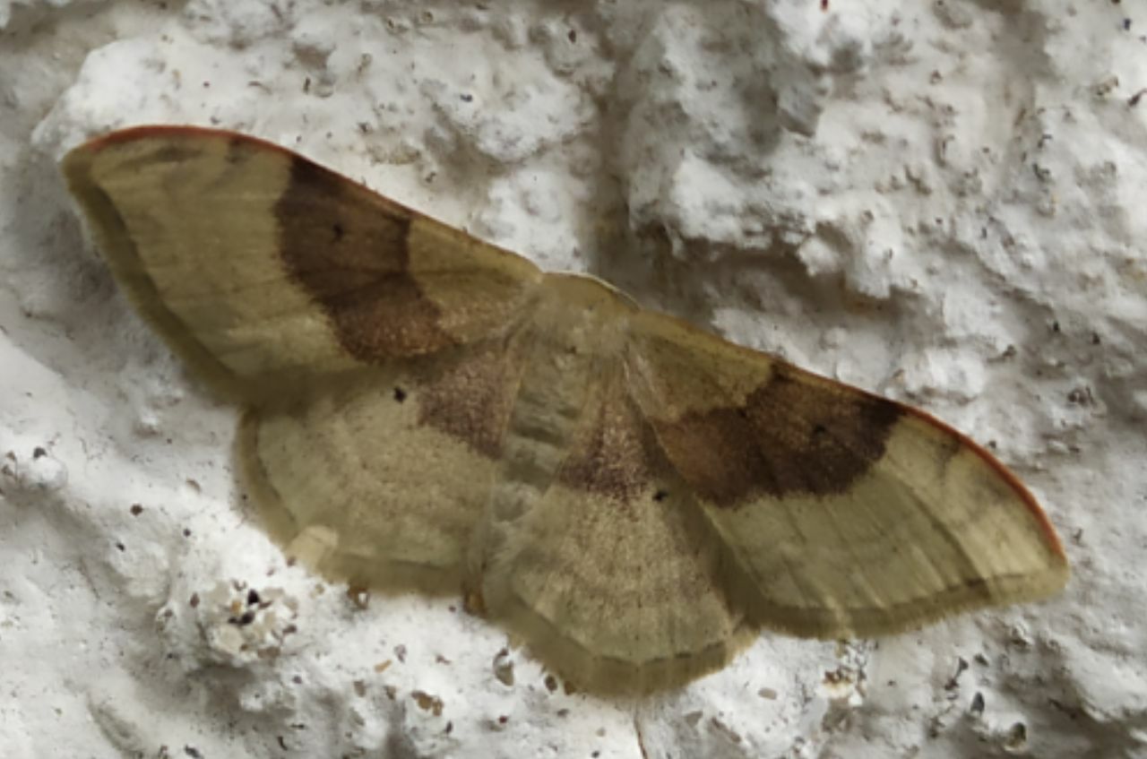 Falena da identificare: Idaea degeneraria (Geometridae)