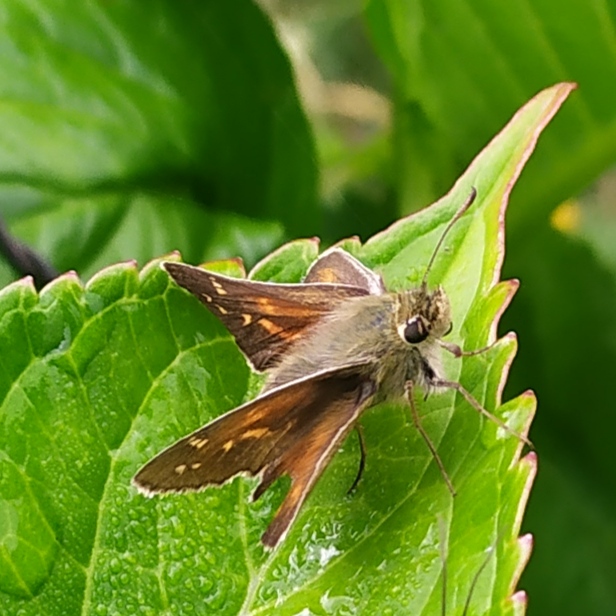 Hesperia comma, femmina (Hesperiidae)