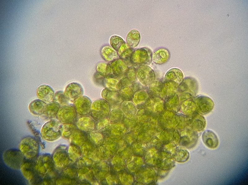 Chlamydomonas spp