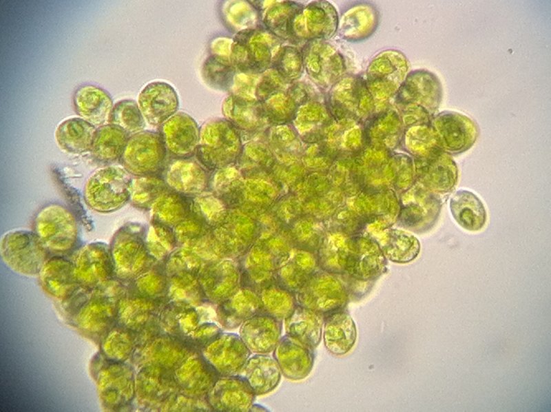 Chlamydomonas spp