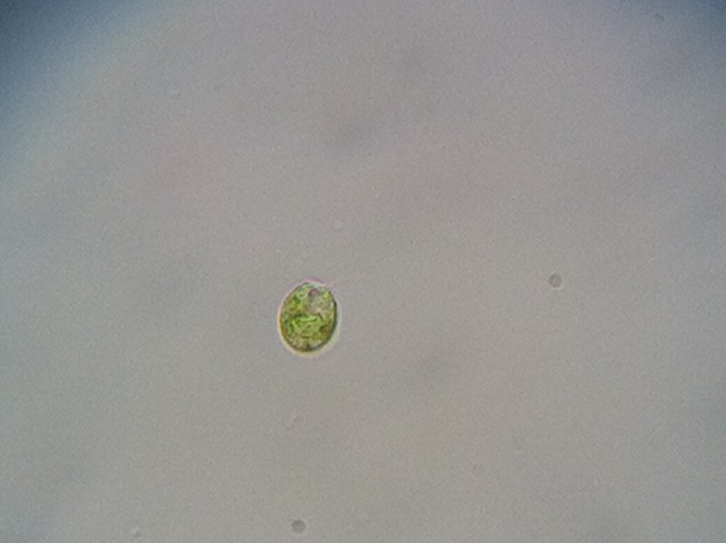 Chlamydomonas spp