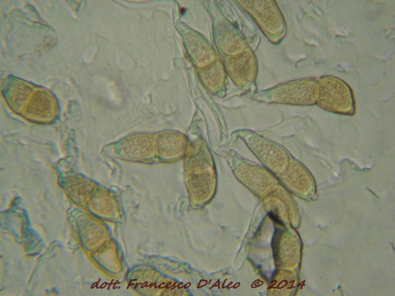 Pucciniaceae: Puccinia malvacearum