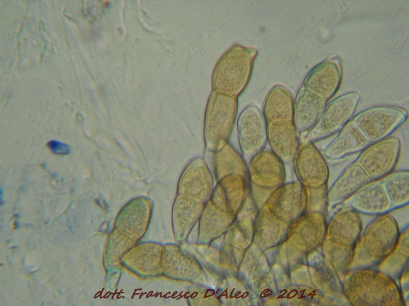 Pucciniaceae: Puccinia malvacearum