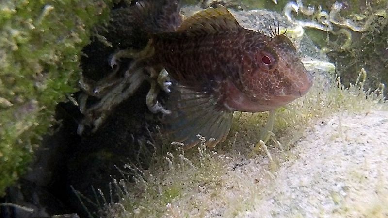 Identificazione: 6 foto di bavose e ghiozzi dalla Toscana