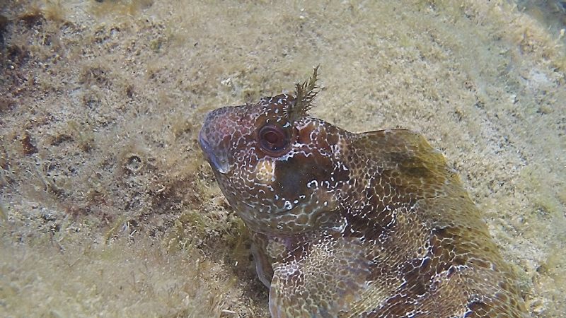 Identificazione: 6 foto di bavose e ghiozzi dalla Toscana