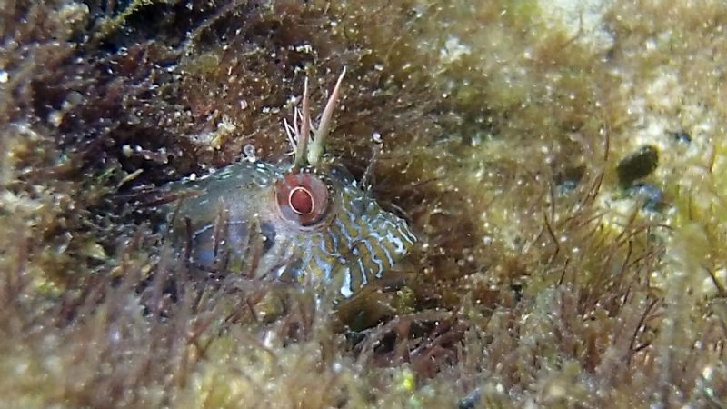 Identificazione: 6 foto di bavose e ghiozzi dalla Toscana