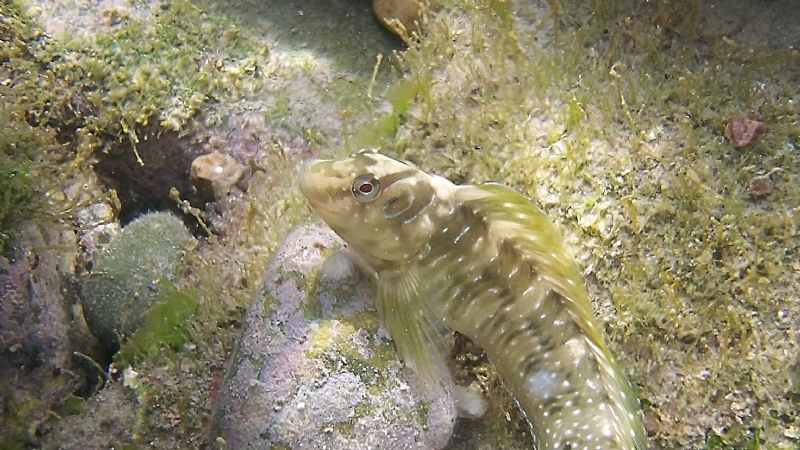 Identificazione: 6 foto di bavose e ghiozzi dalla Toscana