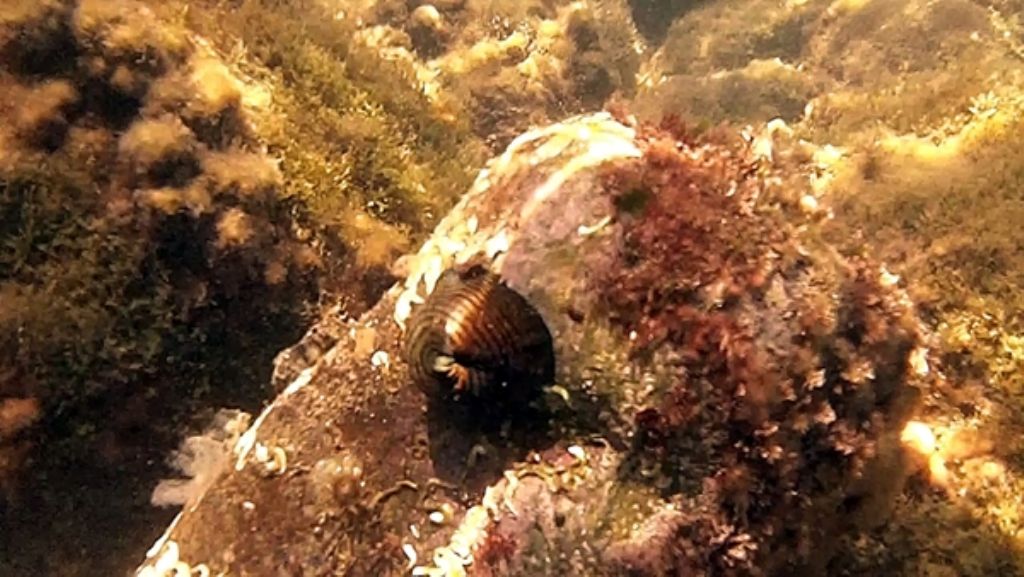 Actinia cari dalla Toscana