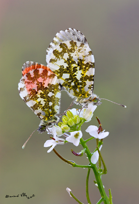 Le magnifiche 4 di primavera