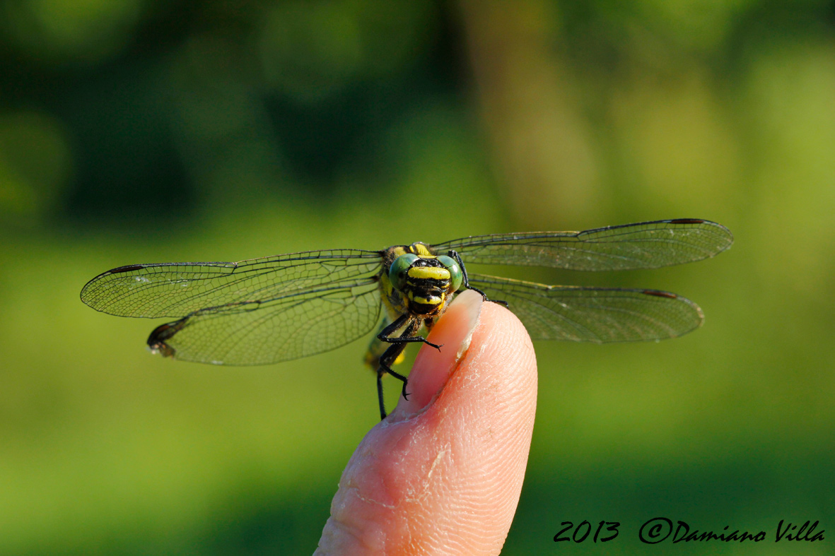 Gomphus sfarfallamento