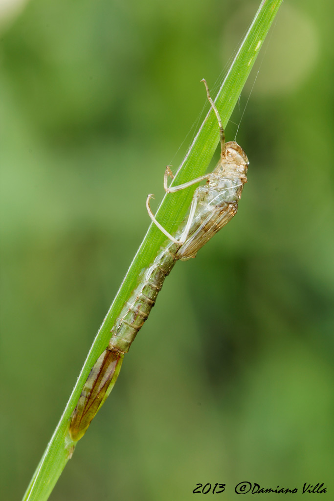 Chiedo conferma Lestes viridis female