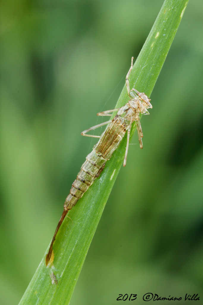 Chiedo conferma Lestes viridis female