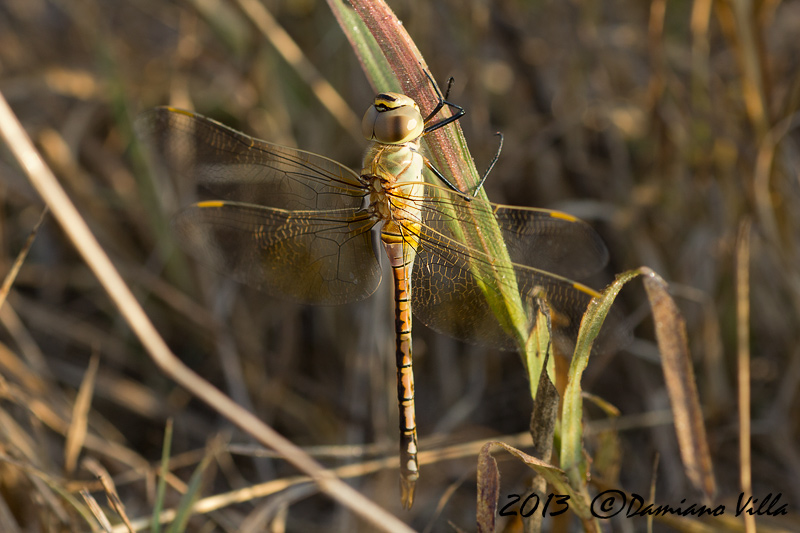 Hemianax ephippiger