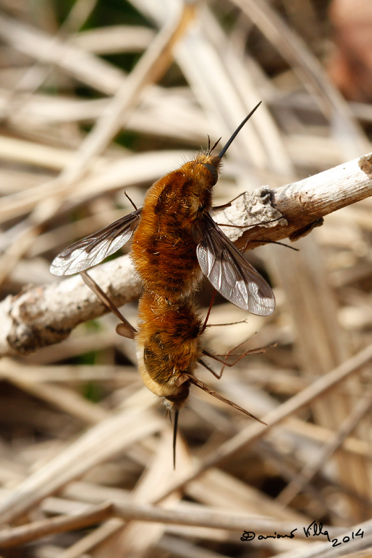 Bombylius major