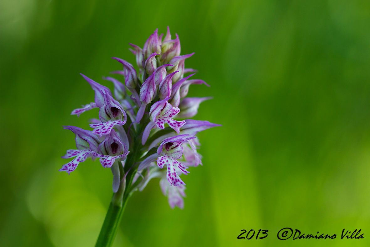 Neotinea tridentata