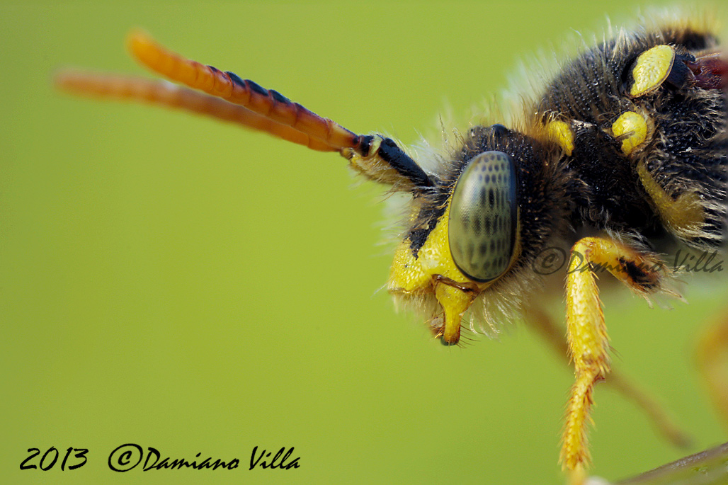 Nomada