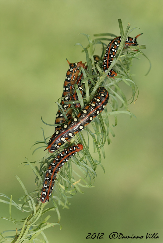 Hyles euphorbiae