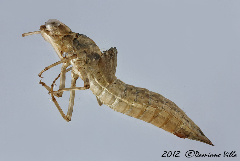 esuvia di Aeshna femmina da identificare: A. cyanea