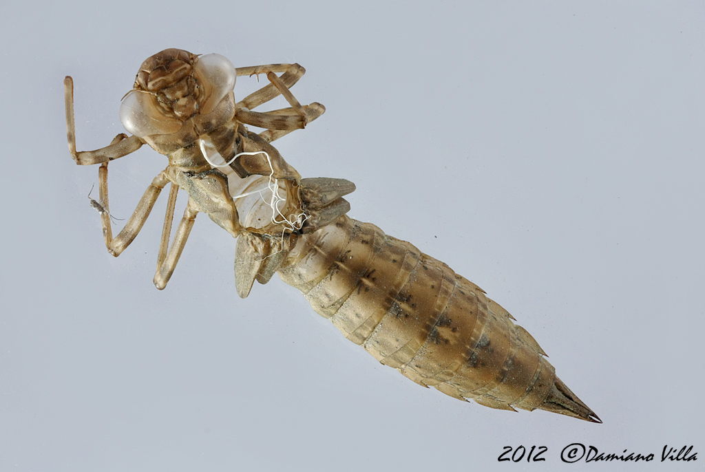 esuvia di Aeshna femmina da identificare: A. cyanea