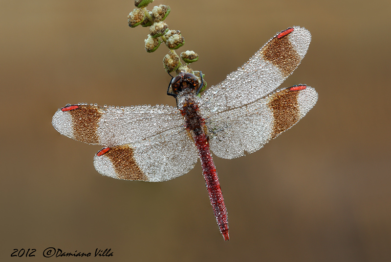 Sympetrum da identificare