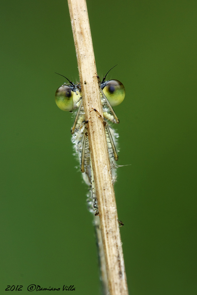 Chi sono? forse Ischnura elegans? CERRRRRTO CHE SI''!