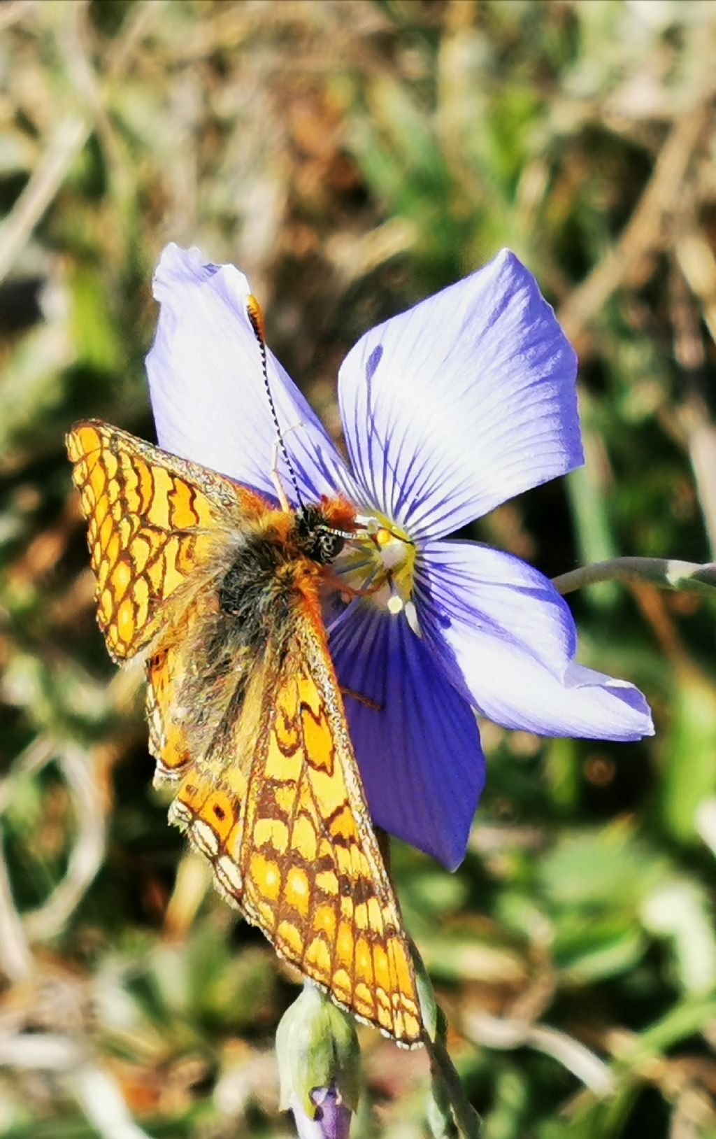 Farfalla da identificare: Euphydryas provincialis - Nymphalidae