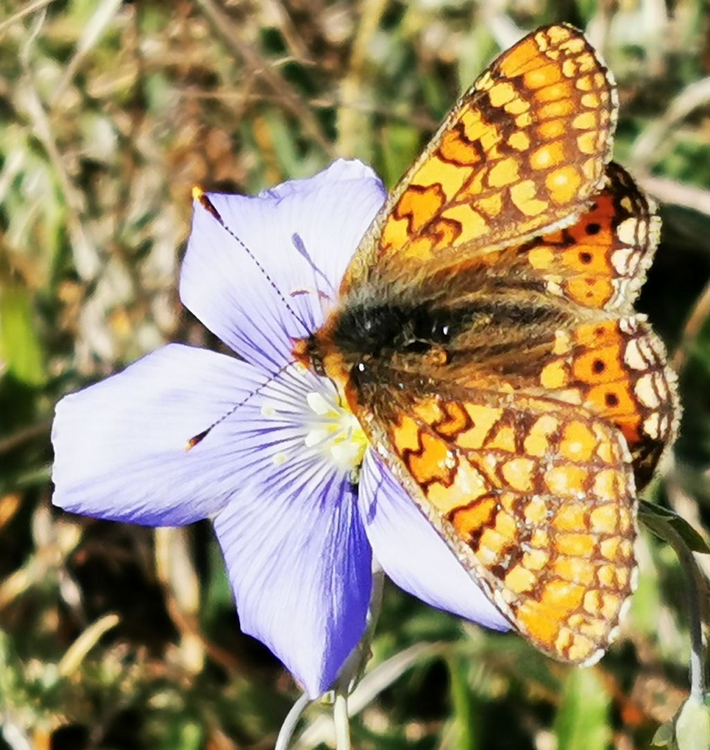 Farfalla da identificare: Euphydryas provincialis - Nymphalidae