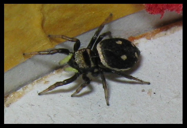 Heliophanus apiatus - Roma (RM)