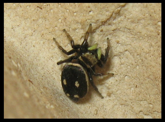 Heliophanus apiatus - Roma (RM)